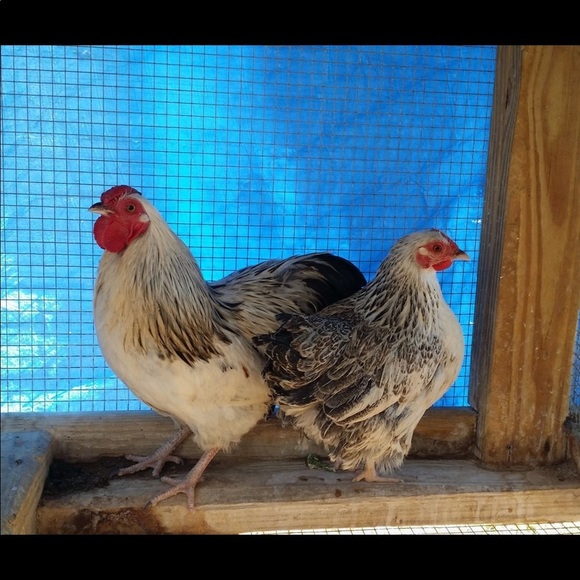 Meet your Posher Dawn - Picture 2 of 9